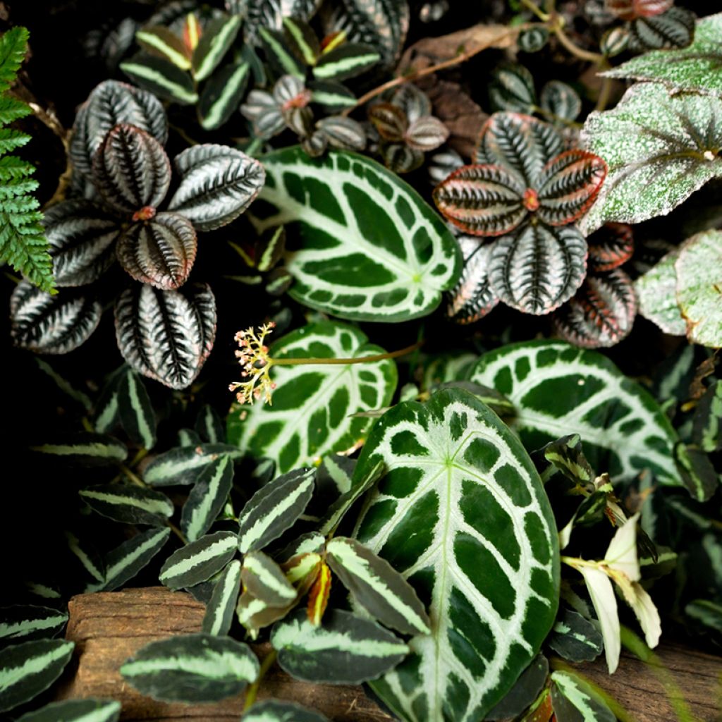 Anthurium crystallinum - Aderplant