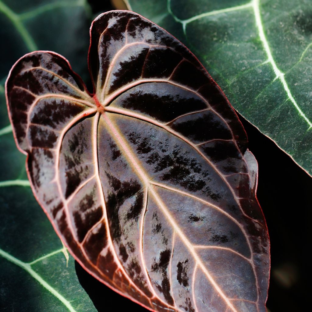 Anthurium crystallinum - Aderplant