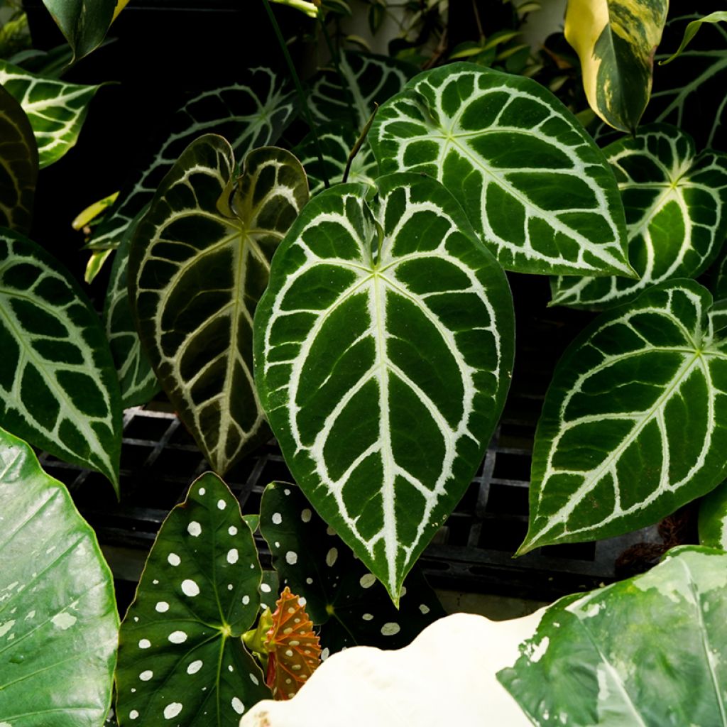 Anthurium crystallinum - Aderplant