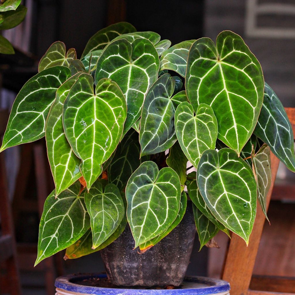 Anthurium crystallinum - Aderplant