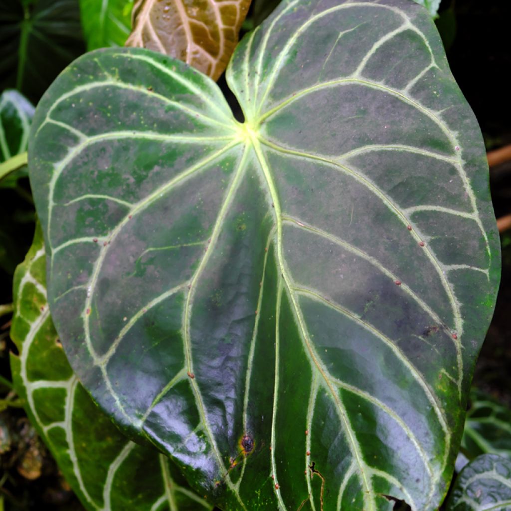 Anthurium crystallinum - Aderplant