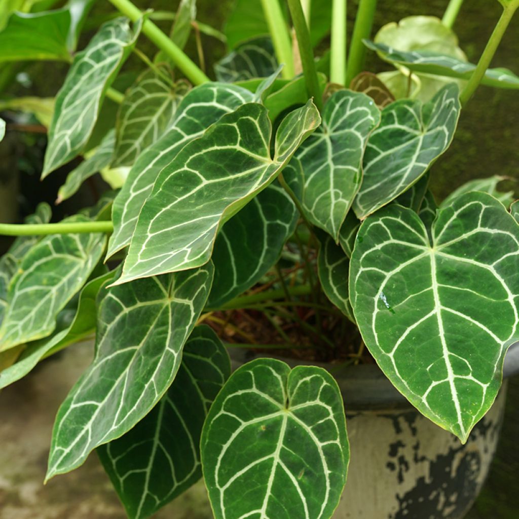 Anthurium crystallinum - Aderplant