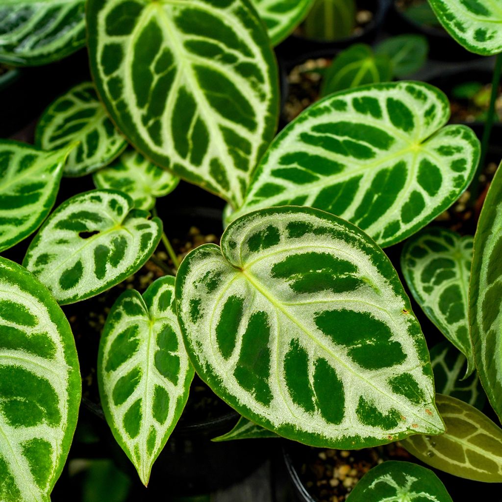 Anthurium Crystal Hope - Aderplant