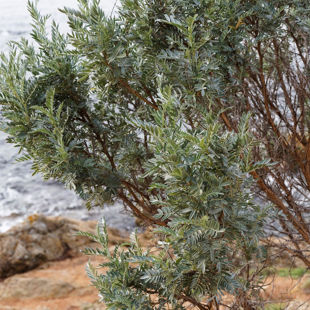 Anthyllis barba-jovis - Wondklaver