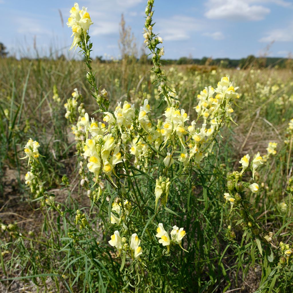 Antirrhinum braun-blanquetii - Leeuwenbek