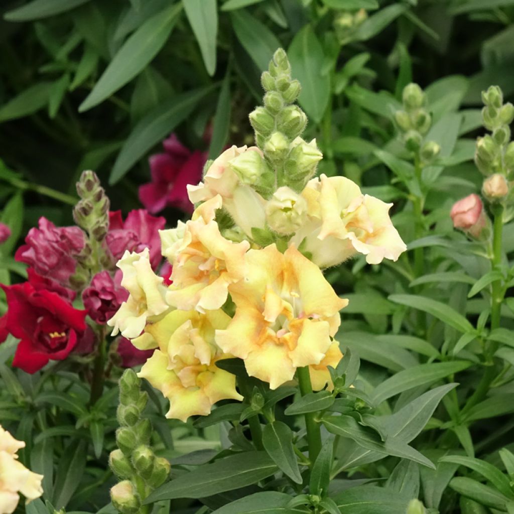Leeuwenbek Sweet Duet Citrus (zaad) - Antirrhinum majus