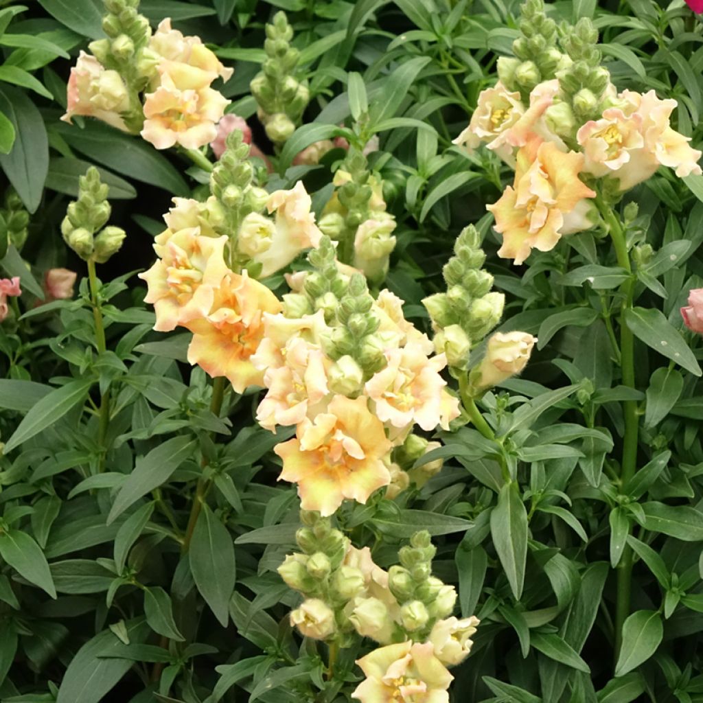 Leeuwenbek Sweet Duet Citrus (zaad) - Antirrhinum majus