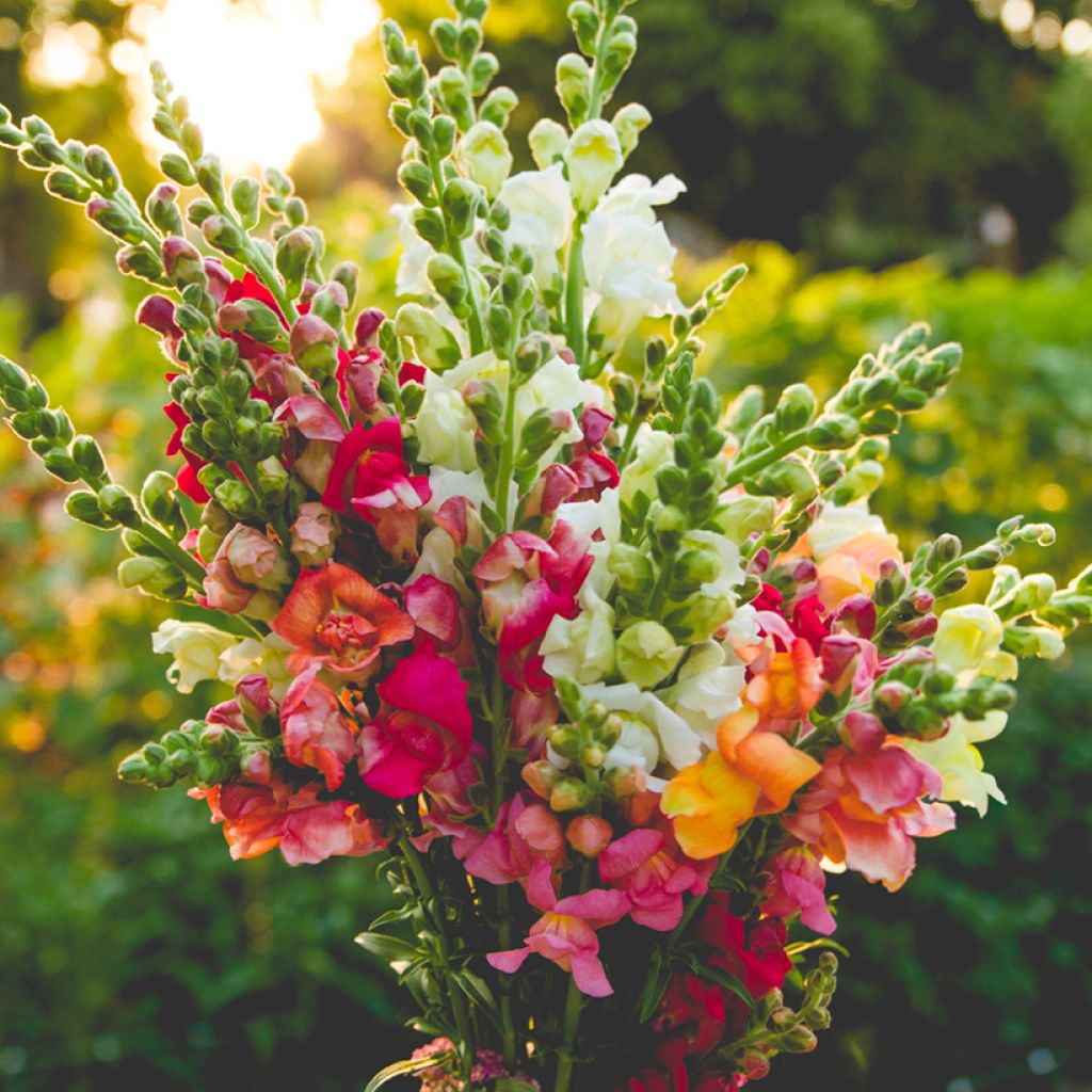 Leeuwenbek Maximum Mix (zaad) - Antirrhinum majus