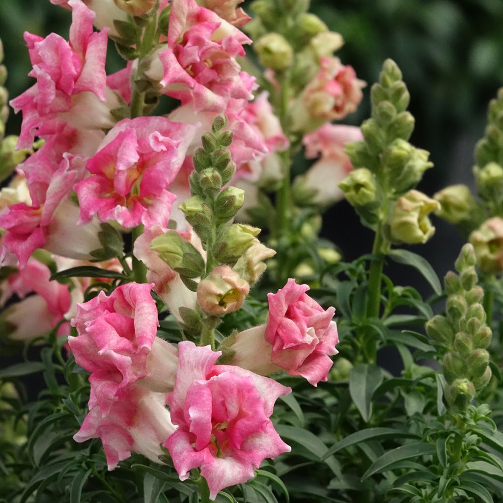 Leeuwenbek Sweet Duet Appleblossom (zaad) - Antirrhinum majus