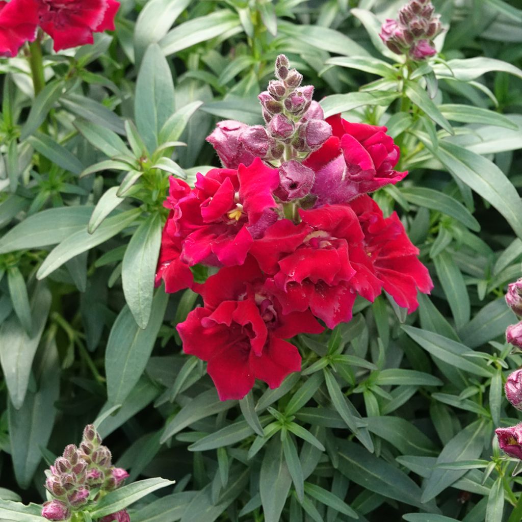 Leeuwenbek Sweet Duet Deep Red (zaad) - Antirrhinum majus