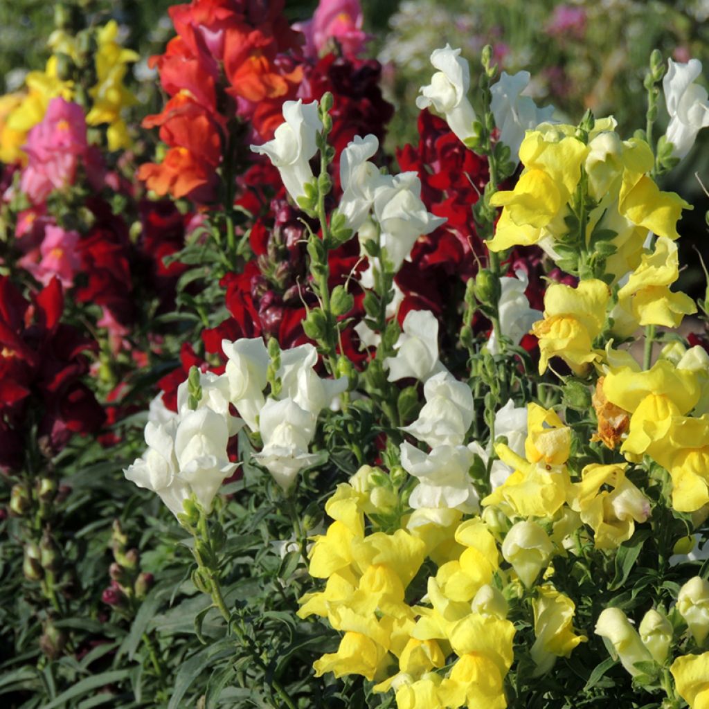 Leeuwenbek Rainbow (zaad) - Antirrhinum majus nanum