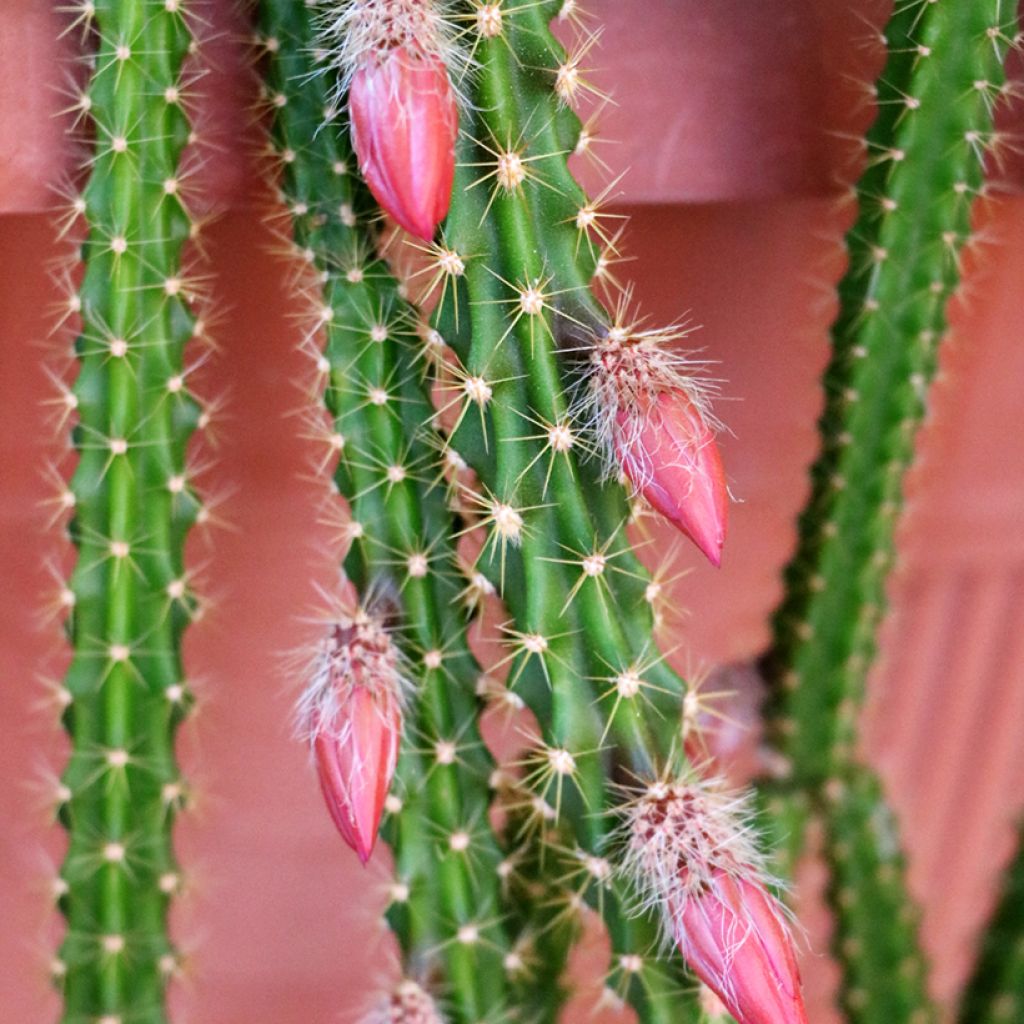 Aporophyllum malisonii - Rattenstaartcactus