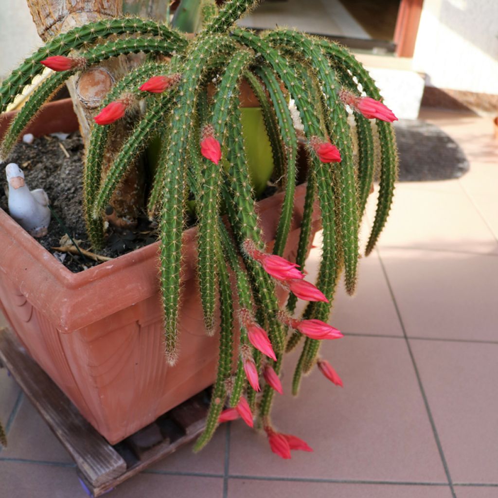 Aporophyllum malisonii - Rattenstaartcactus