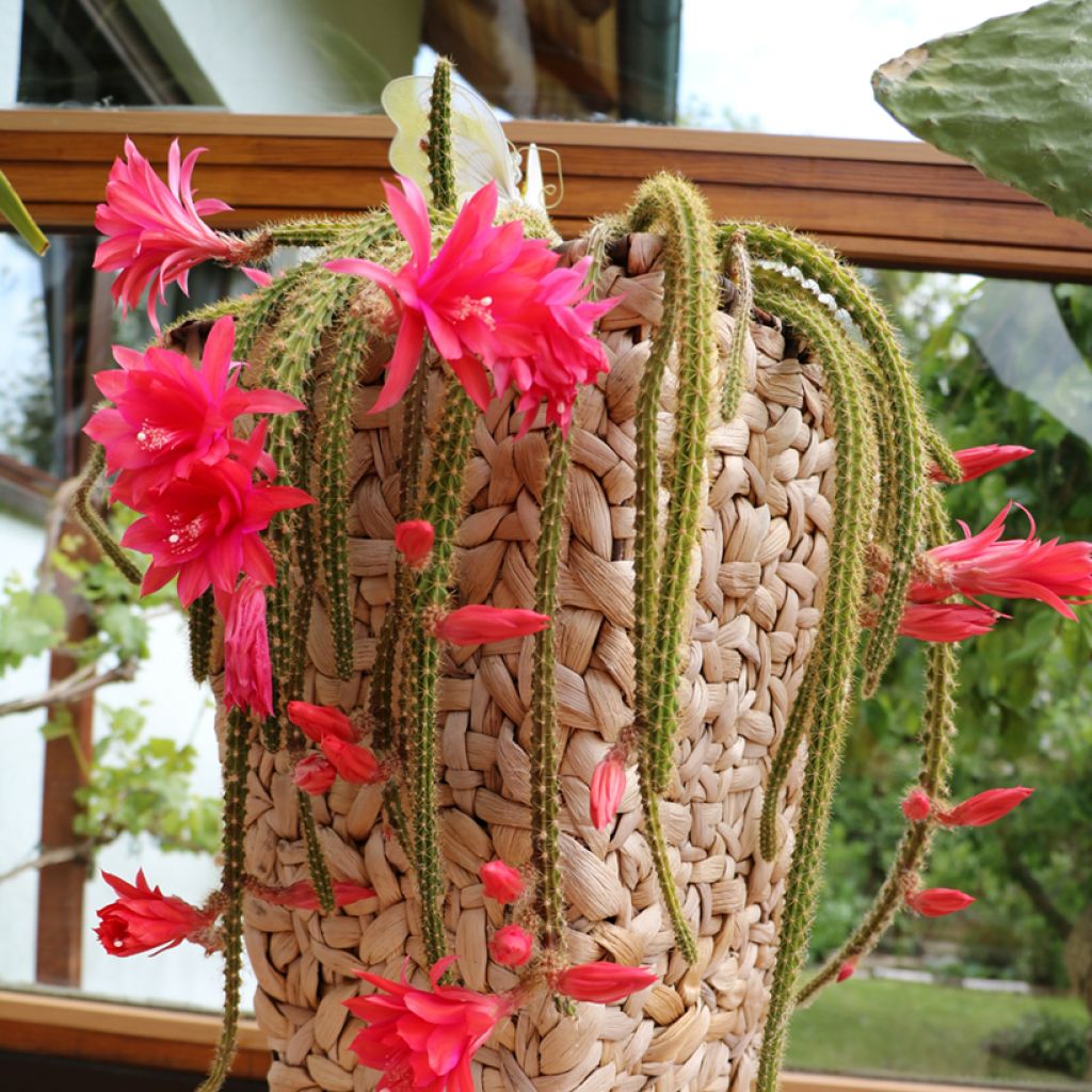 Aporophyllum malisonii - Rattenstaartcactus