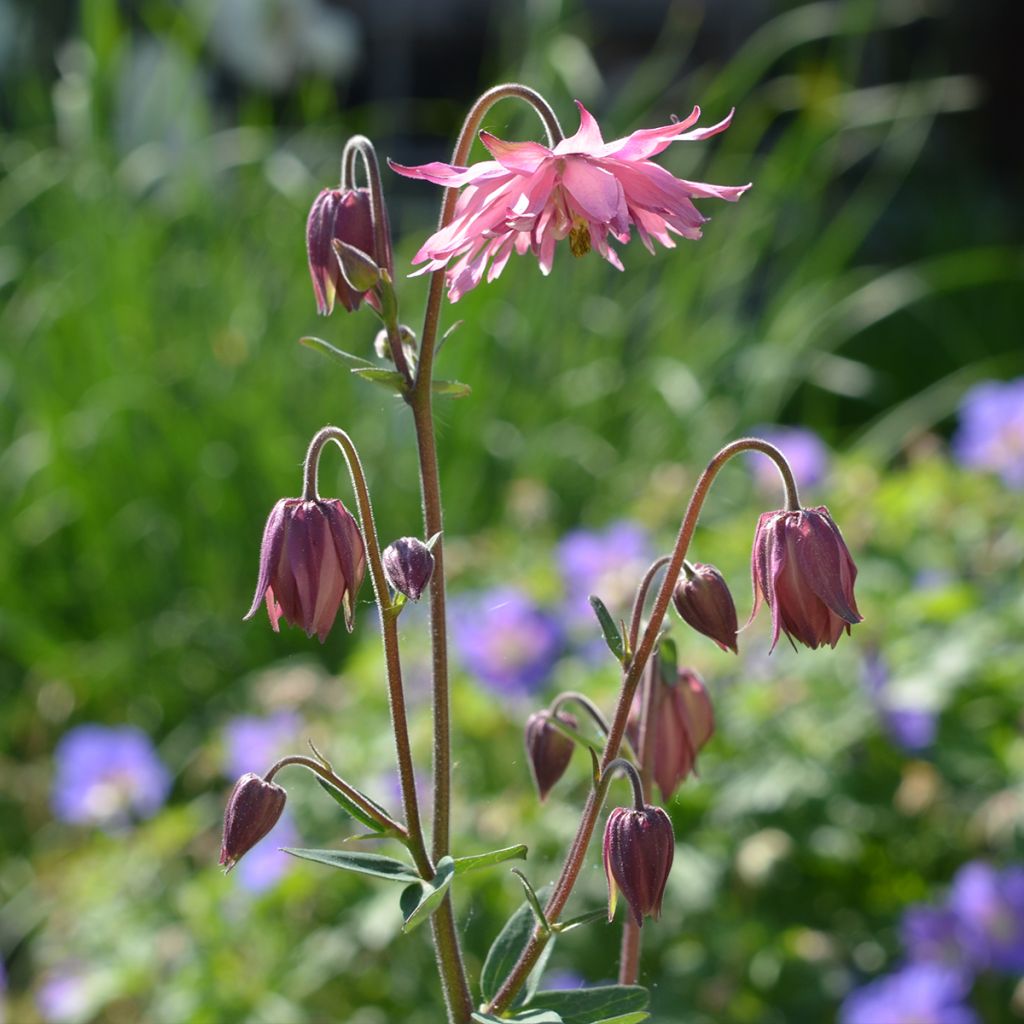 Akelei Rose Barlow - Aquilegia vulgaris