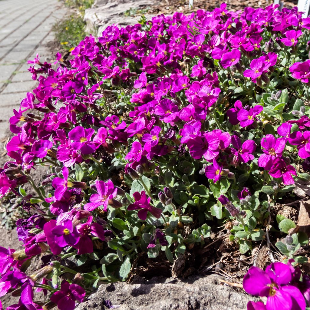 Arabis caucasica Aubris Deep Rose - Randjesbloem roze
