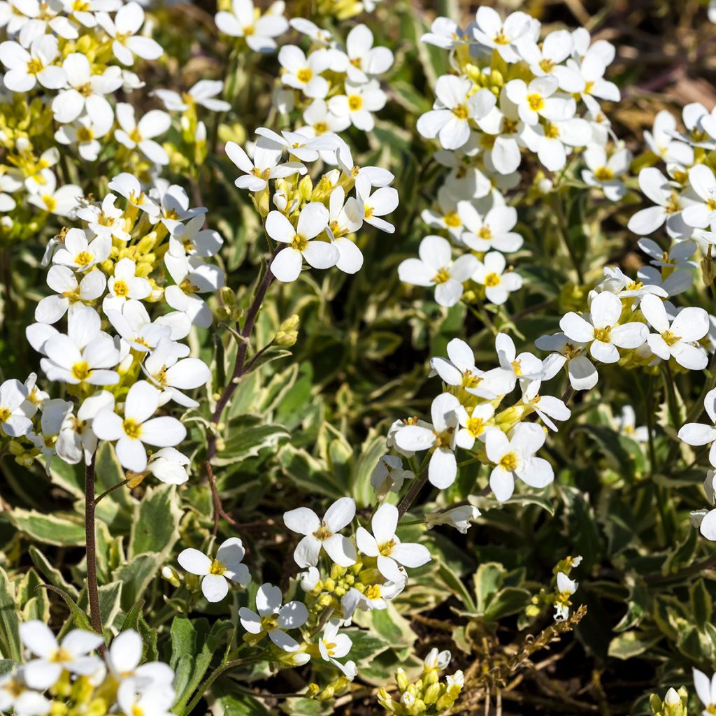 Arabis caucasica Variegata - Randjesbloem