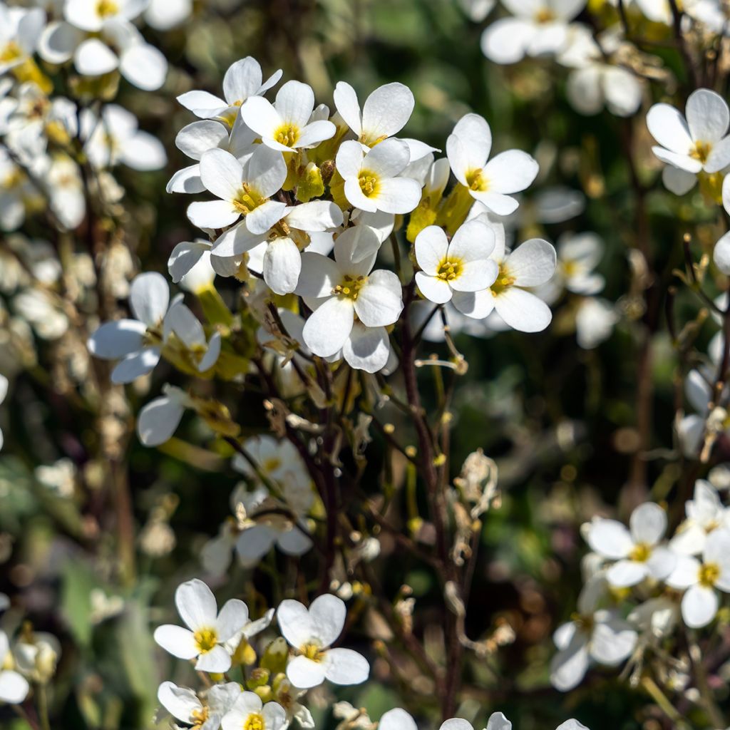 Arabis caucasica Variegata - Randjesbloem