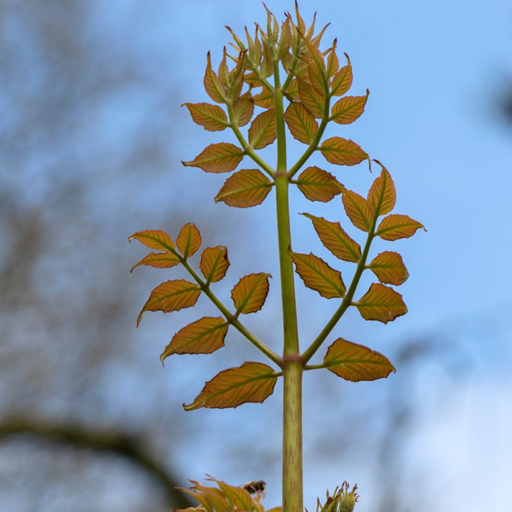 Aralia elata - Duivelswandelstok