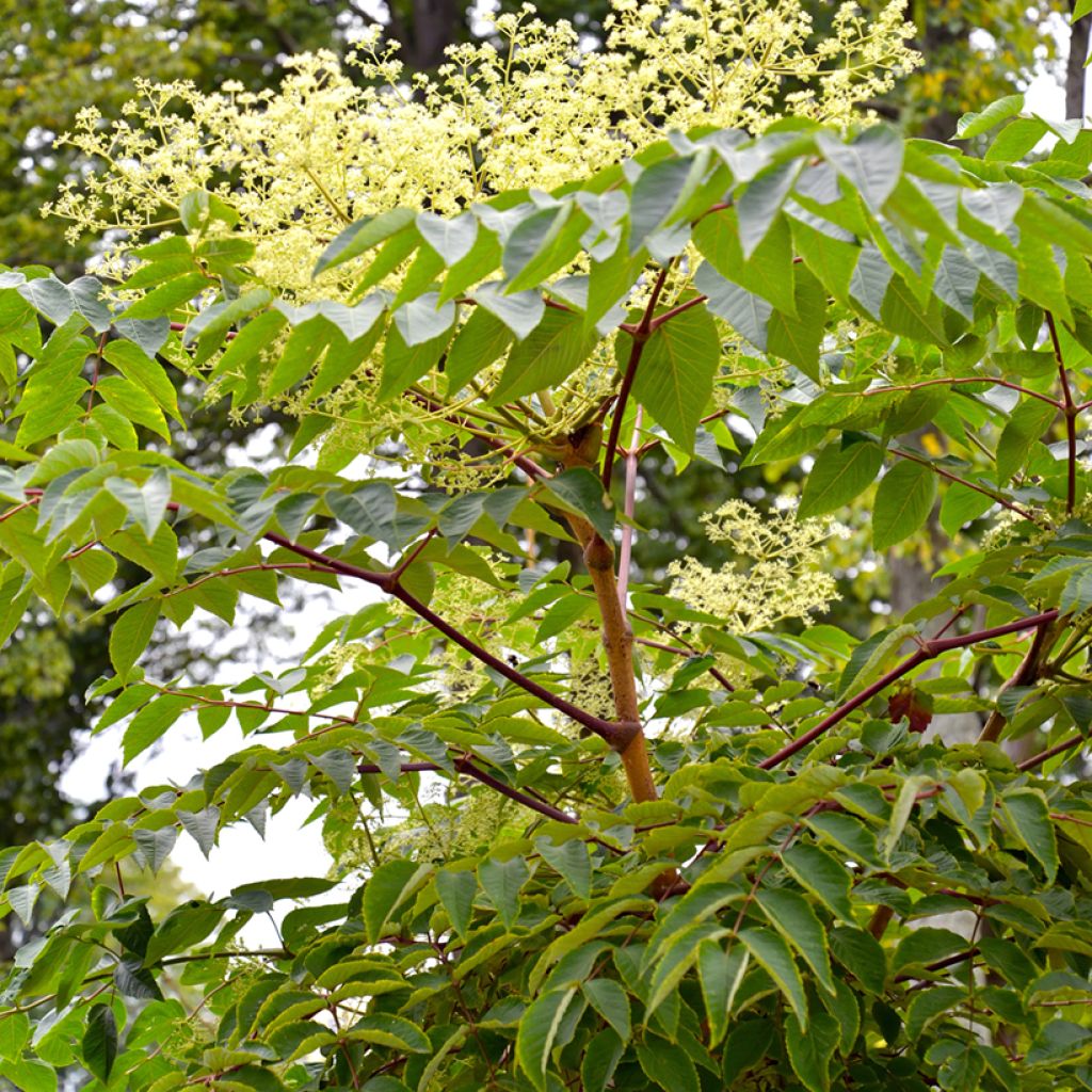 Aralia elata - Duivelswandelstok