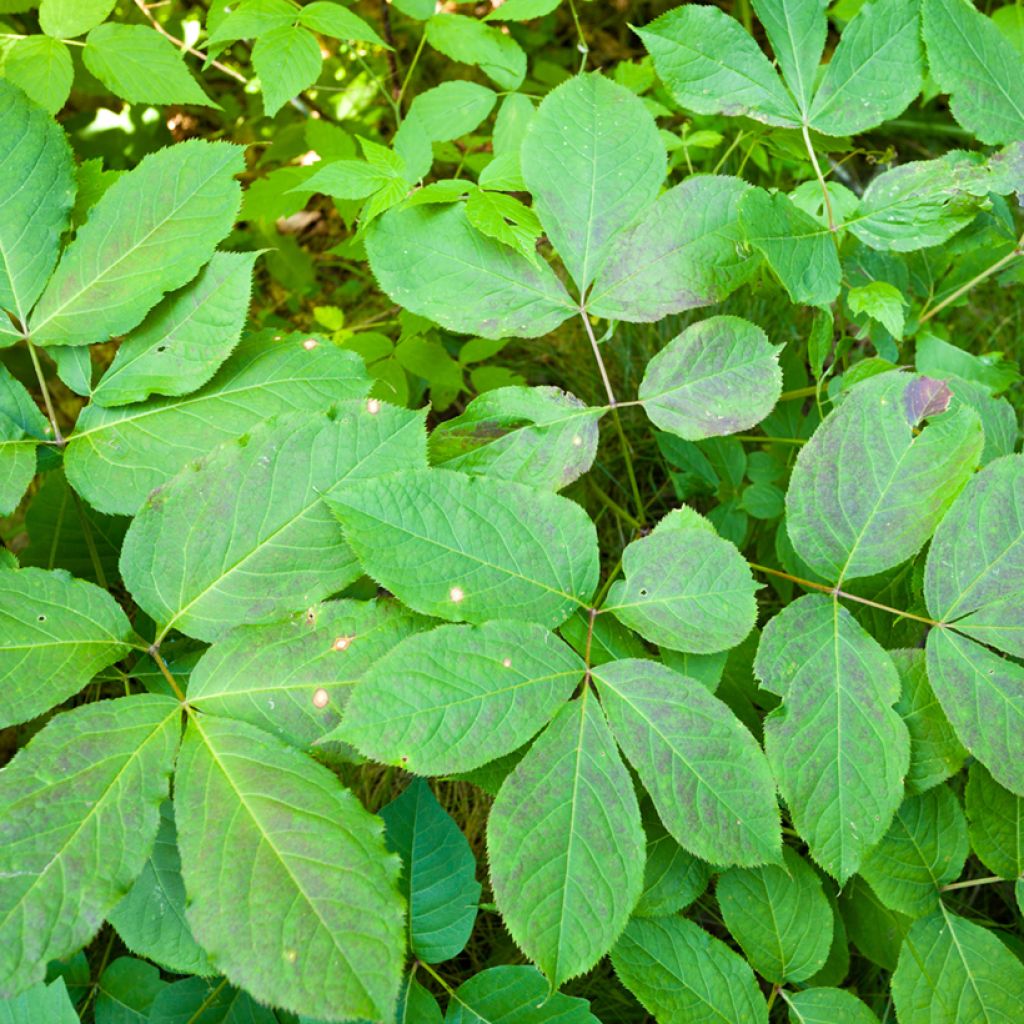Aralia nudicaulis - naaktstengel