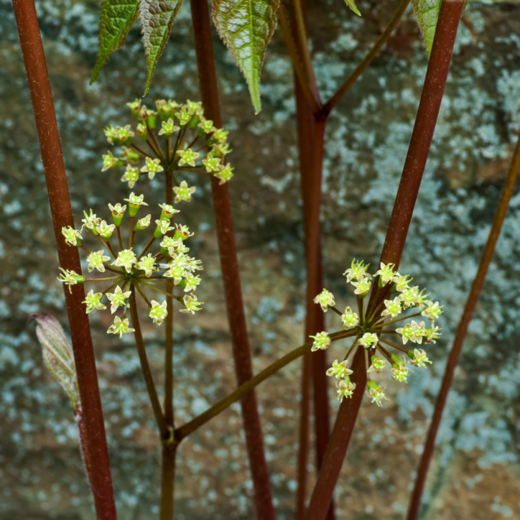 Aralia nudicaulis - naaktstengel