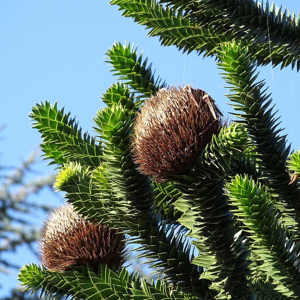 Araucaria araucana - Apenboom