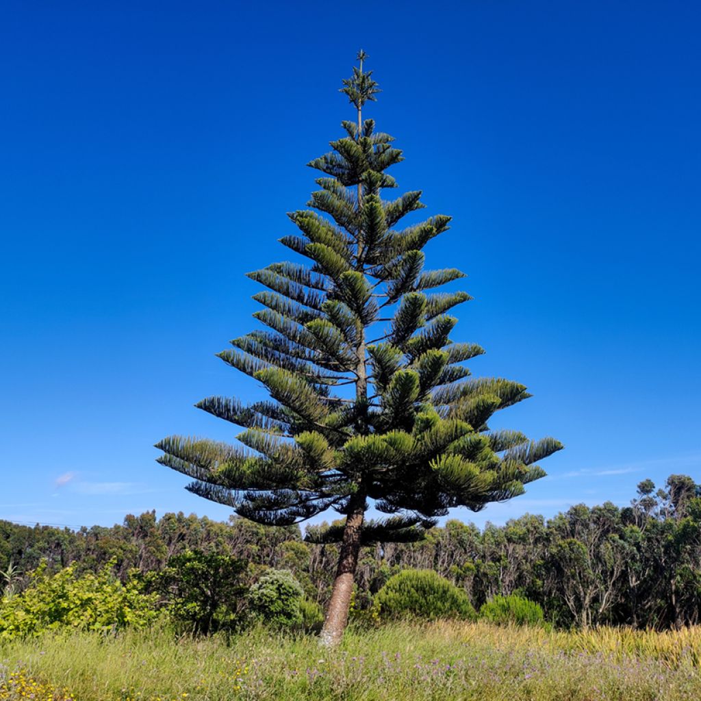 Araucaria heterophylla - Kamerden