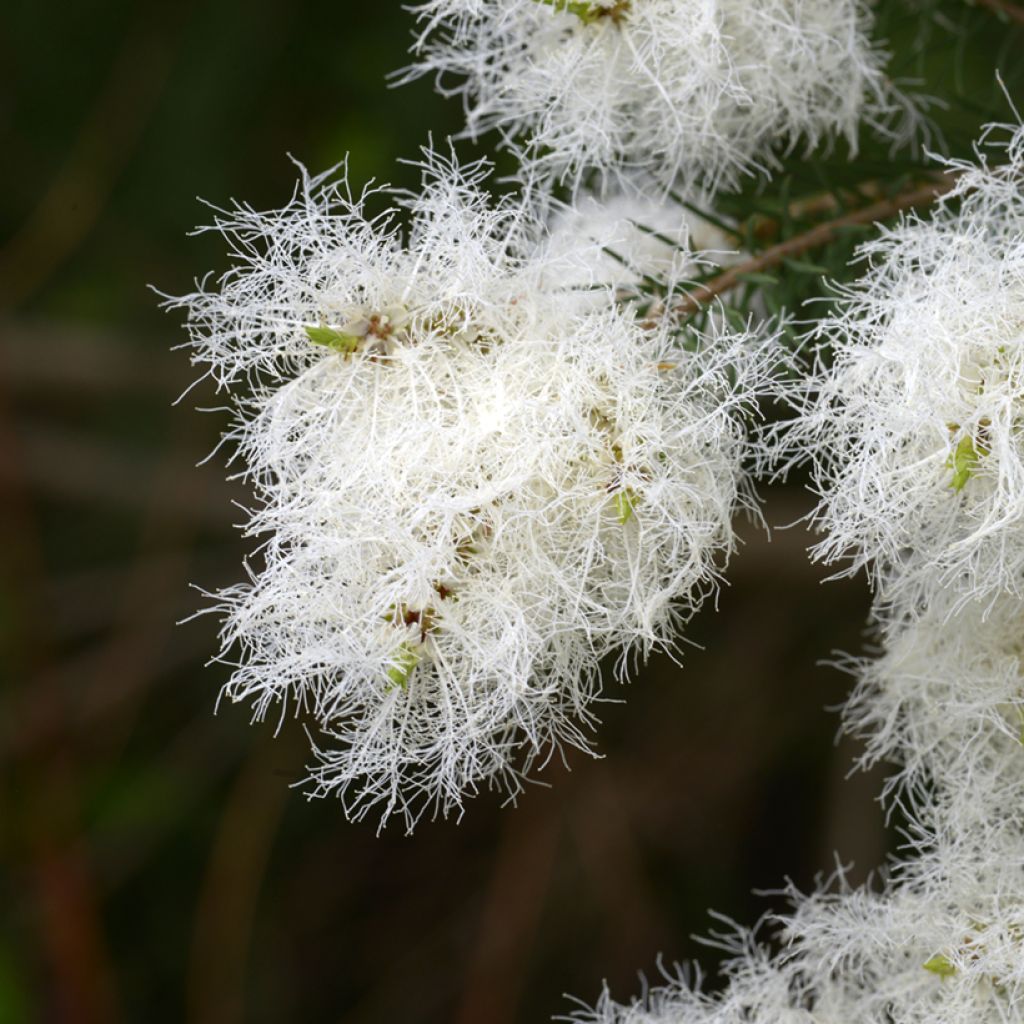Melaleuca alternifolia - Theeboom