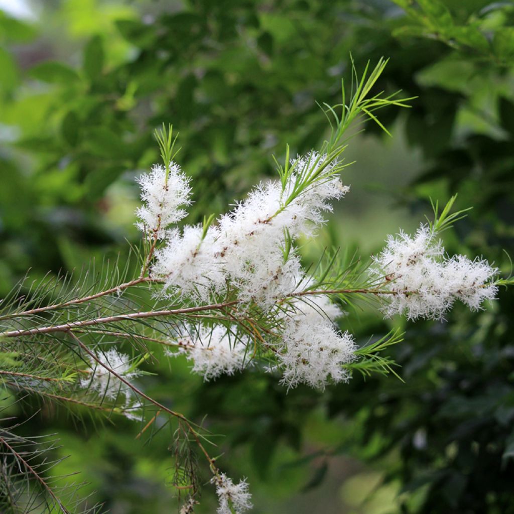 Melaleuca alternifolia - Theeboom