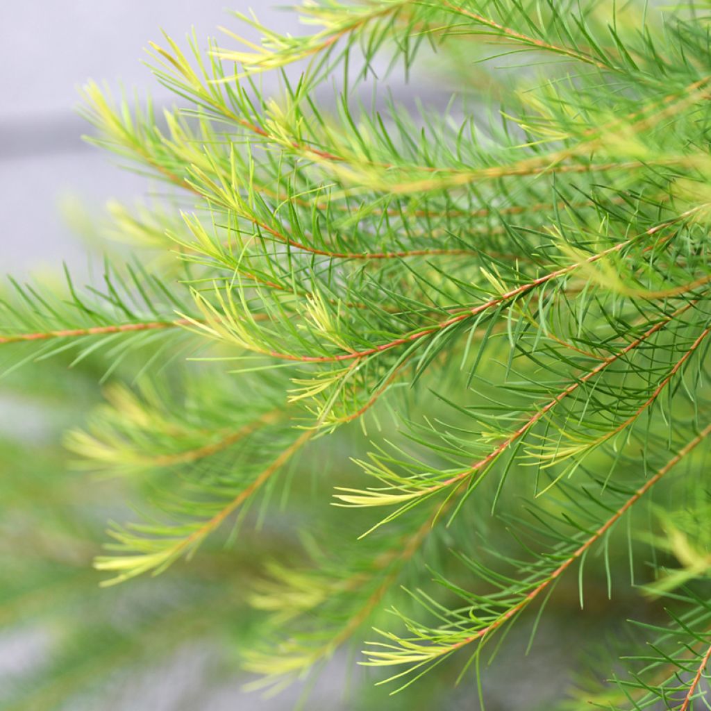 Melaleuca alternifolia - Theeboom