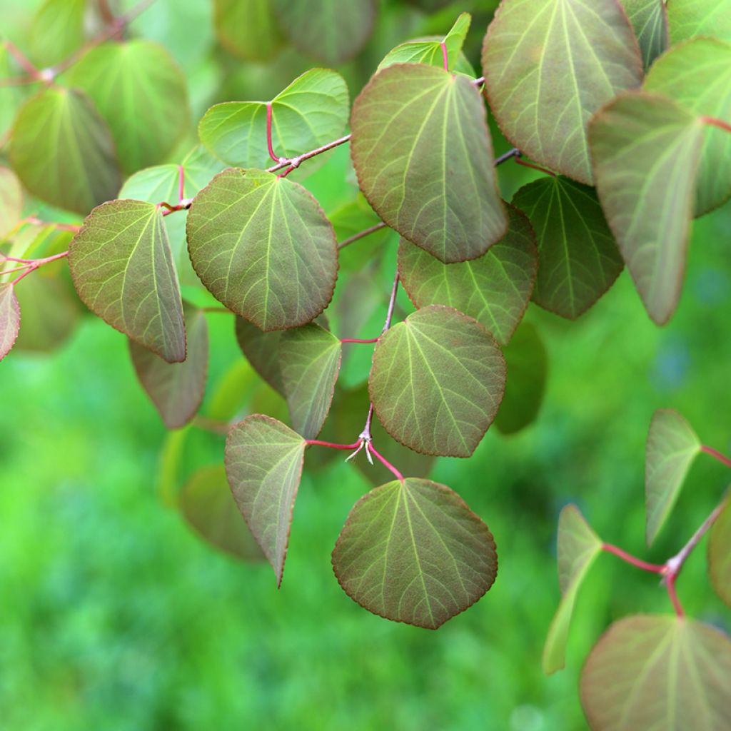 Cercidiphyllum japonicum - Katsuraboom