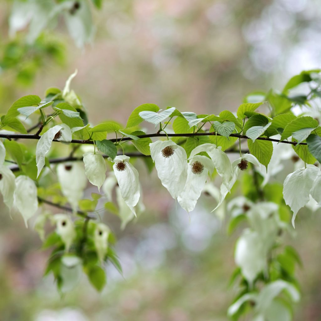 Davidia involucrata - Zakdoekjesboom
