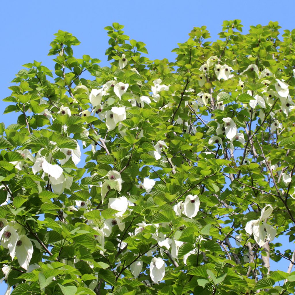 Davidia involucrata - Zakdoekjesboom
