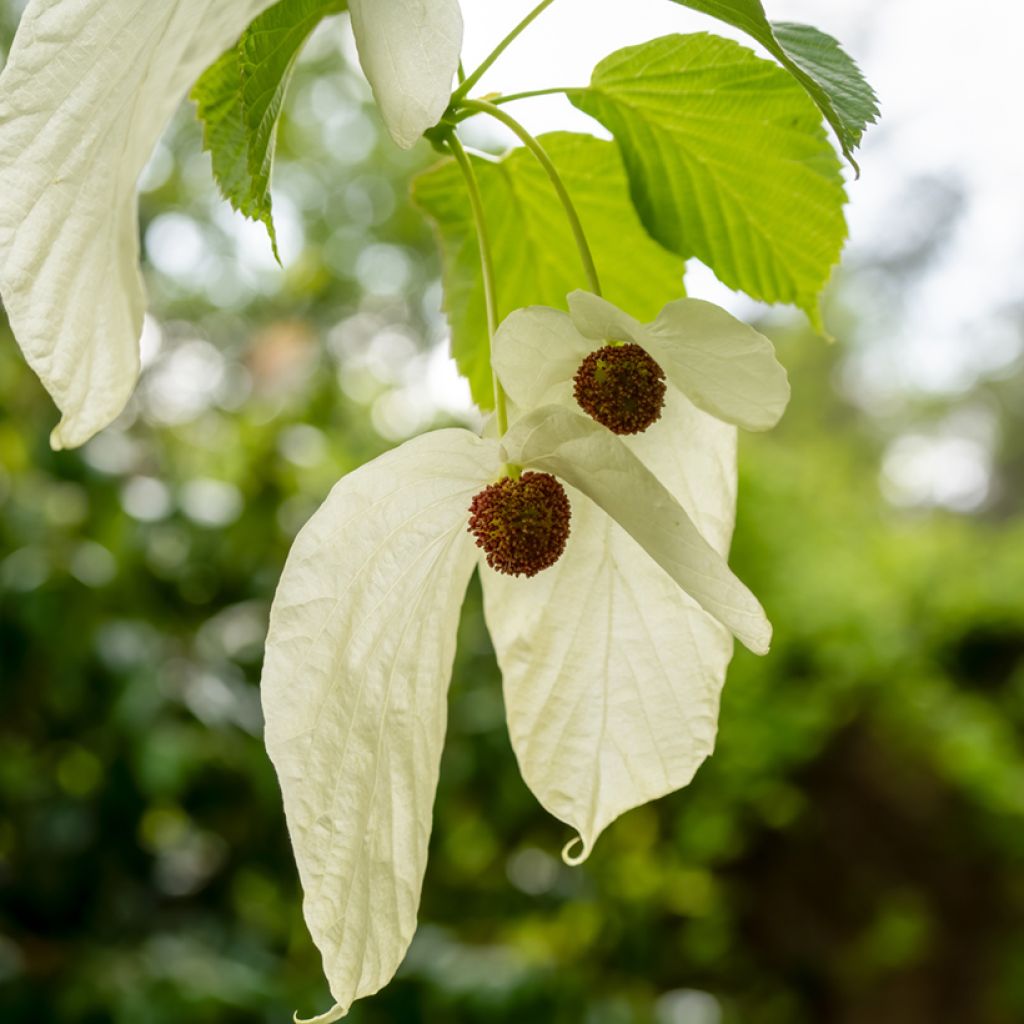 Davidia involucrata vilmoriniana - Zakdoekjesboom