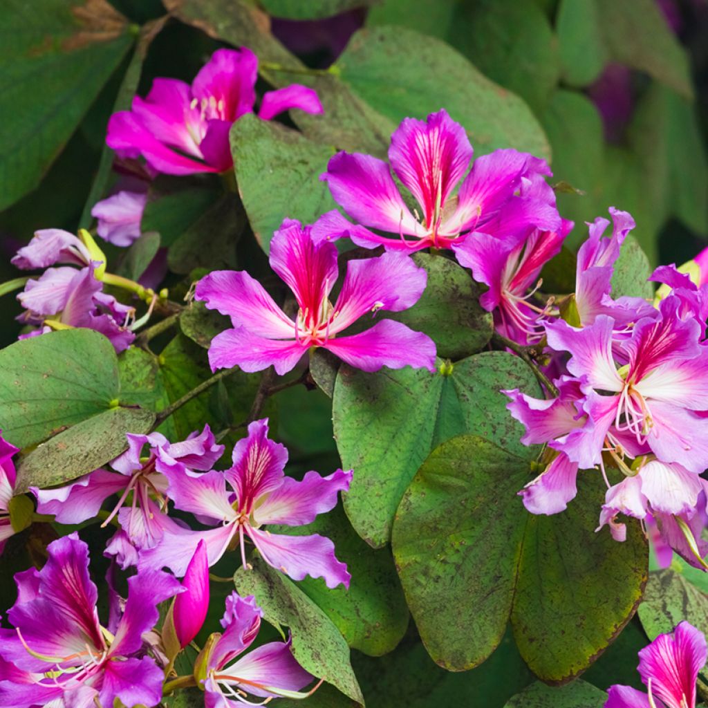 Bauhinia purpurea - Orchideeënboom