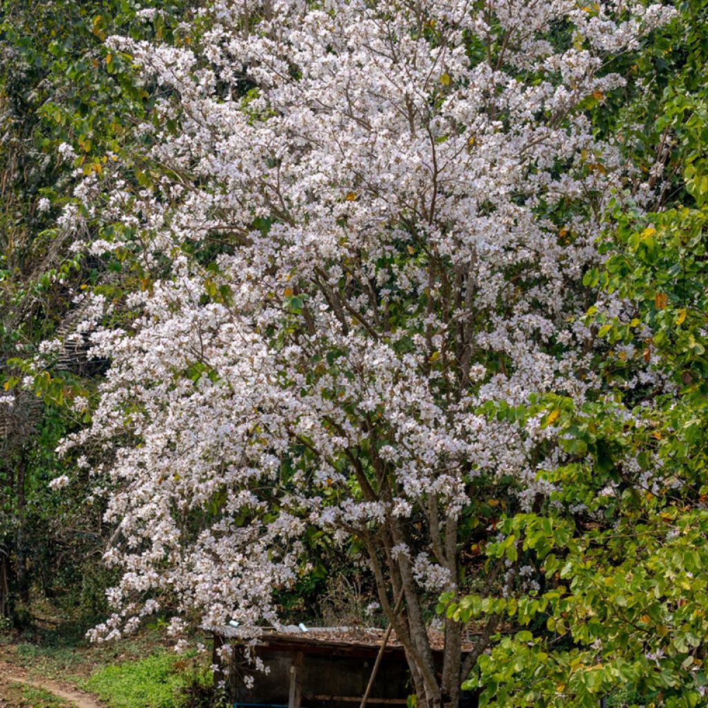 Bauhinia variegata - Orchideeënboom