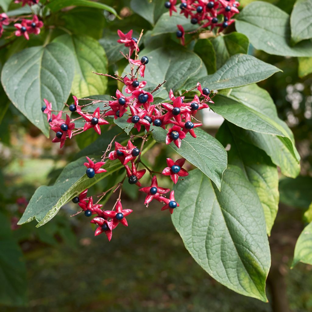 Clerodendrum trichotomum - Kansenboom