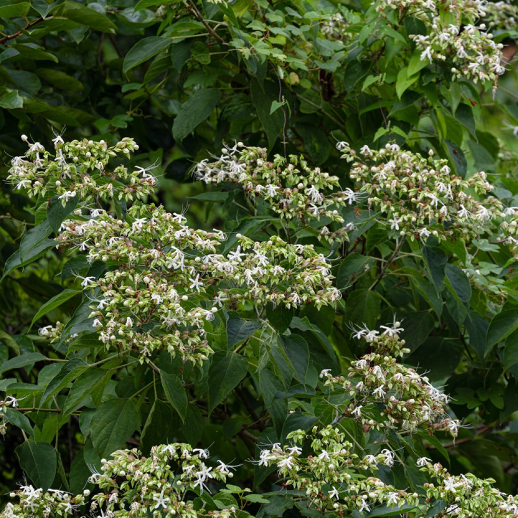 Kansenboom Fargesii - Clerodendrum trichotomum
