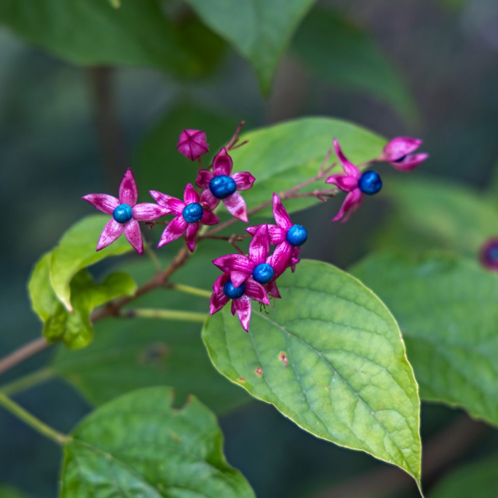 Kansenboom Fargesii - Clerodendrum trichotomum