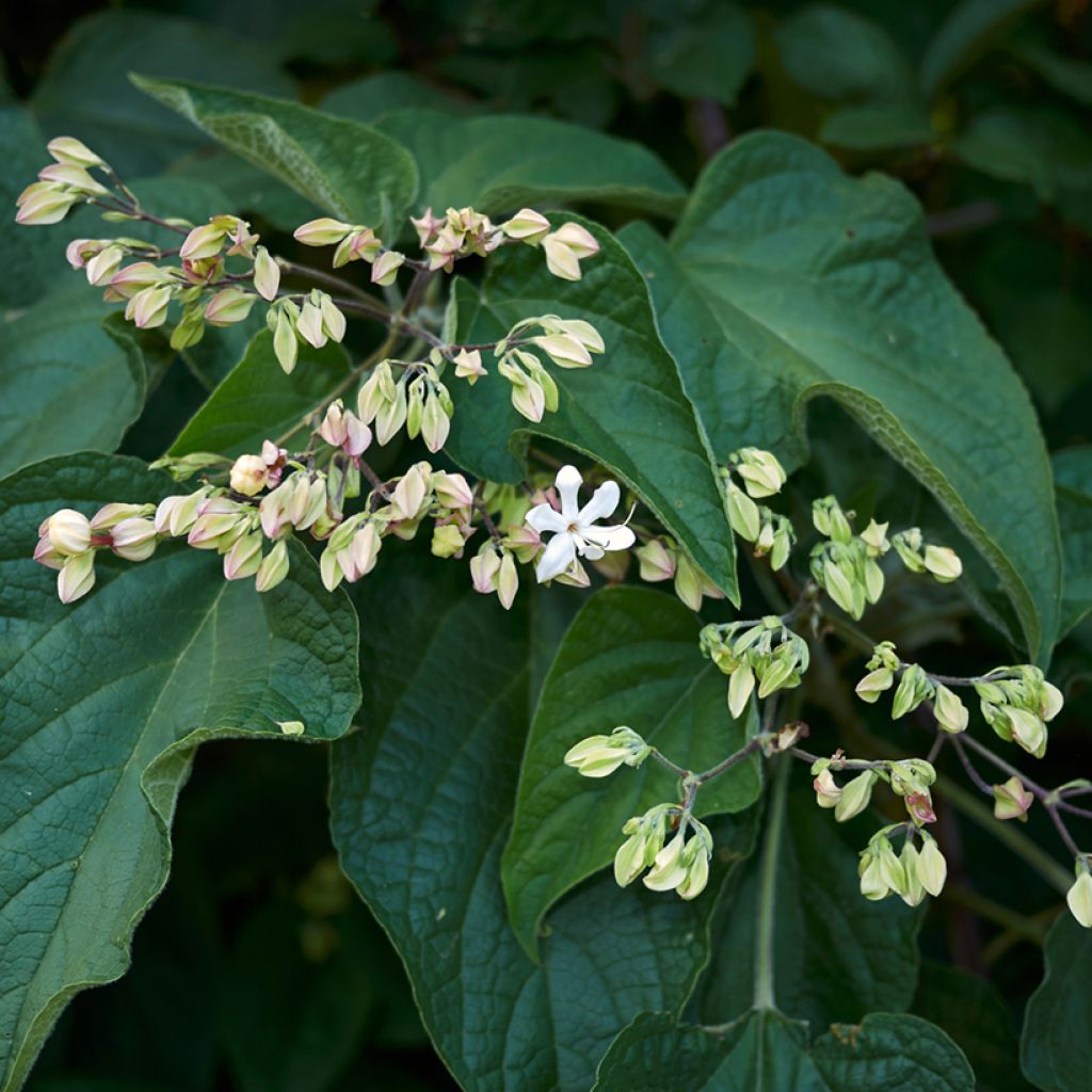 Kansenboom Fargesii - Clerodendrum trichotomum
