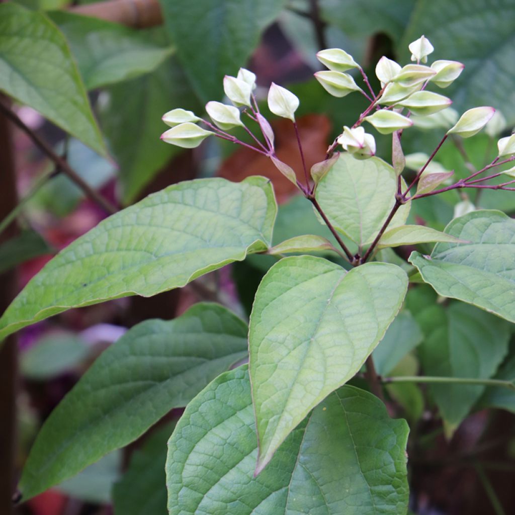Kansenboom Fargesii - Clerodendrum trichotomum