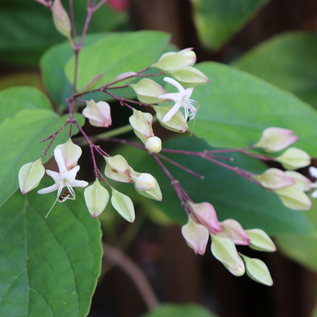 Kansenboom Fargesii - Clerodendrum trichotomum