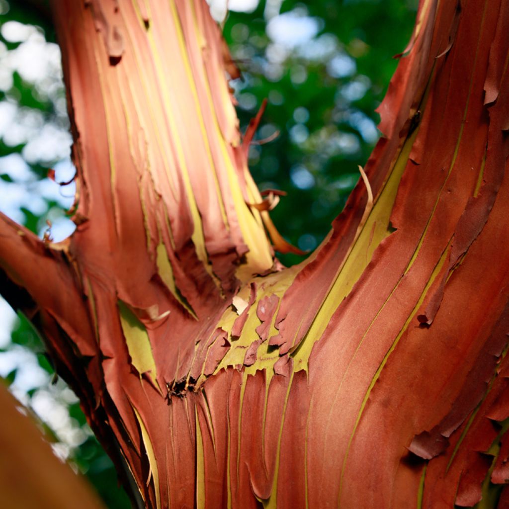 Arbutus andrachne - Griekse aardbeiboom