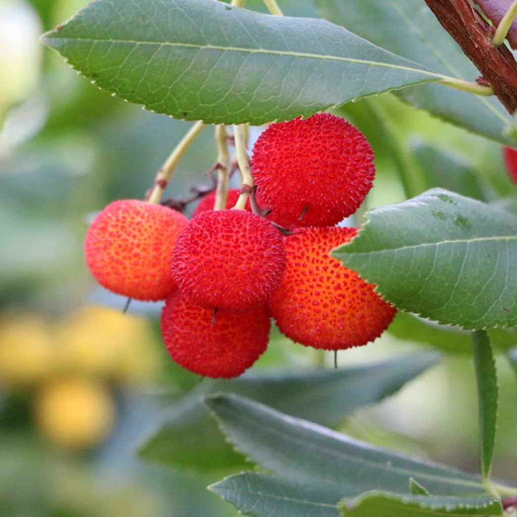 Arbutus andrachne - Griekse aardbeiboom