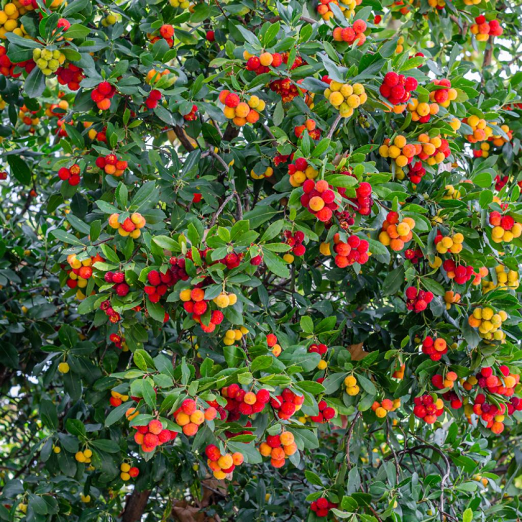 Arbutus unedo - Aardbeiboom