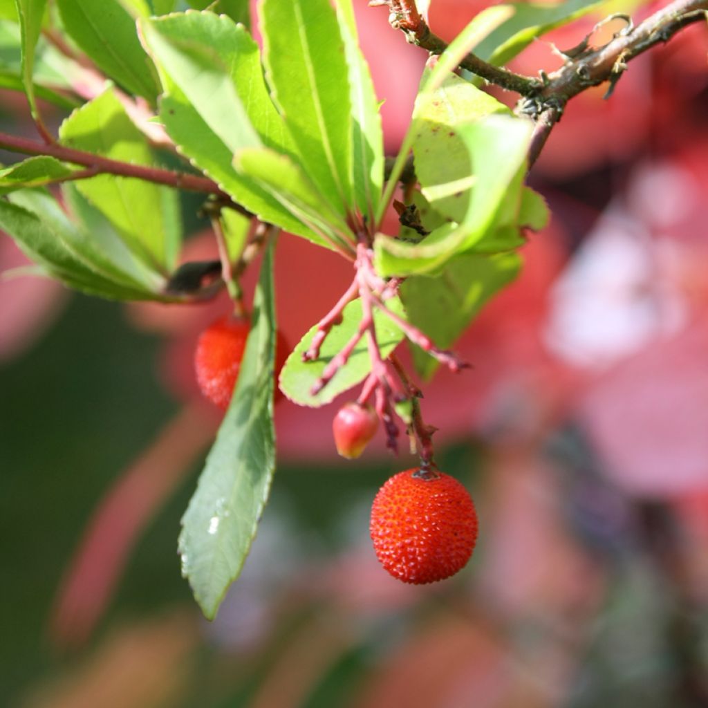 Arbutus unedo Rubra - Aardbeiboom