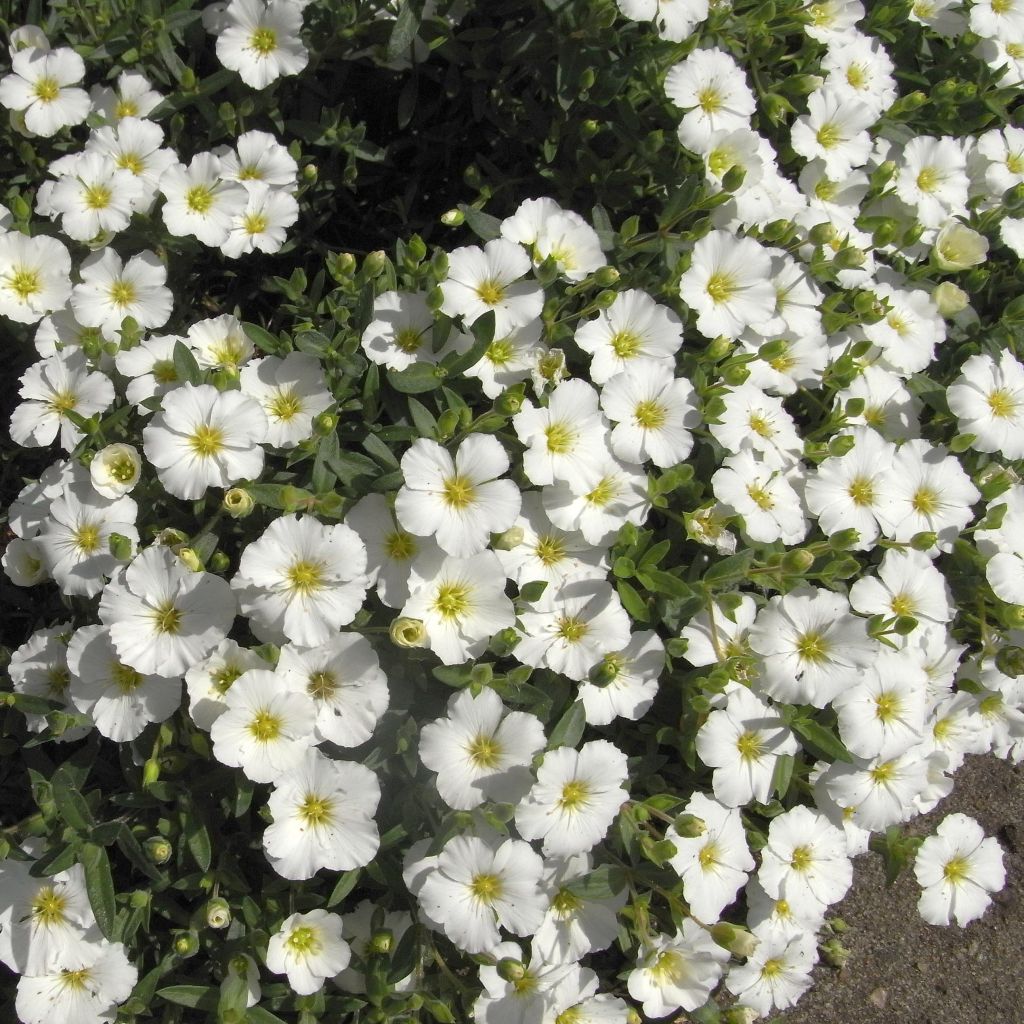 Sabline des Montagnes - Arenaria montana