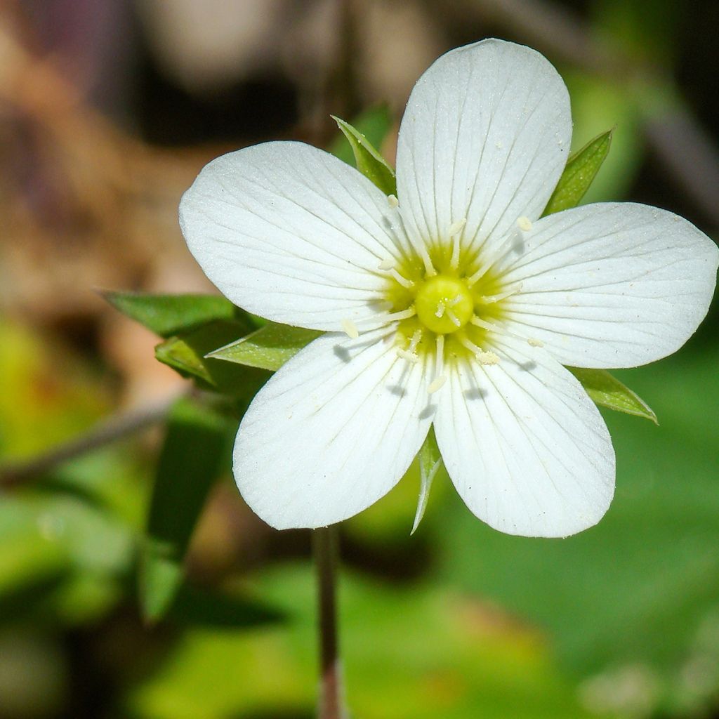 Arenaria montana - Zandkruid
