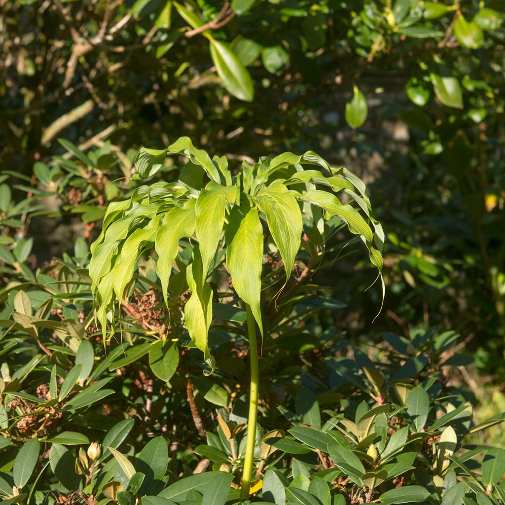 Arisaema consanguineum - Cobralelie